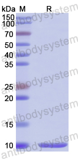 Recombinant Human CD338/ABCG2 Protein, N-His