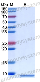 Recombinant Human ADAMTS8 Protein, N-His