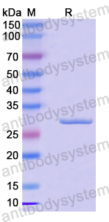 Recombinant Human RAGE-1/MOK Protein, N-His-SUMO