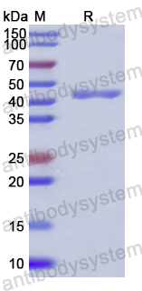 Recombinant Human PA2G4 Protein, N-His