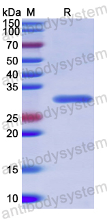 Recombinant Human JAG2 Protein, N-His