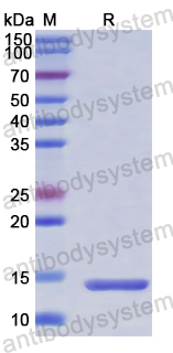 Recombinant Human PIN4 Protein, N-His