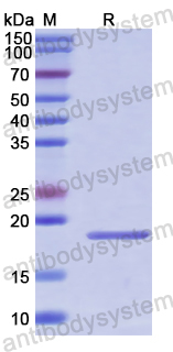 Recombinant Human POMP Protein, N-His