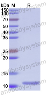 Recombinant Human HPSE Protein, N-His