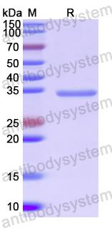 Recombinant Human CCL26/Eotaxin-3/TSC-1 Protein, N-GST