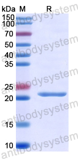 Recombinant Human CD257/TNFSF13B Protein, N-His