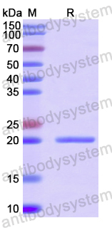 Recombinant Human CNPY2 Protein, N-His