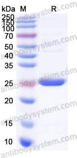 Recombinant Human GSTK1 Protein, N-His