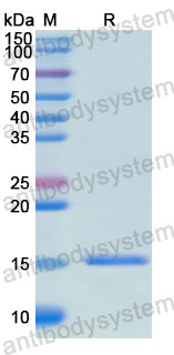 Recombinant Human CD329/SIGLEC9 Protein, N-His