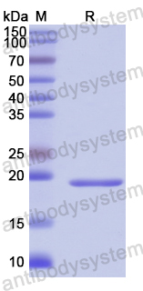 Recombinant Human RNF11 Protein, N-His