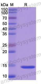 Recombinant Human CBY1 Protein, N-His