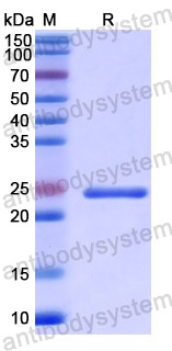 Recombinant Human GRIP1 Protein, N-His