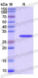 Recombinant Human DAAM1 Protein, N-His