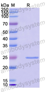 Recombinant Human IRS2 Protein, N-His-SUMO