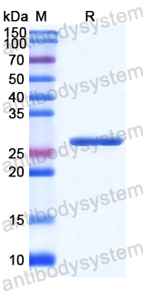 Recombinant Human CRYBG1 Protein, N-His
