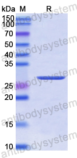 Recombinant Human NOX1 Protein, N-His