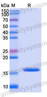 Recombinant Human CD357/TNFRSF18/GITR Protein, N-His