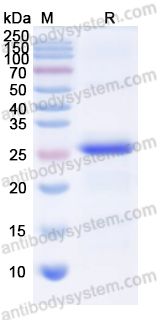Recombinant Human LYVE1 Protein, N-His-SUMO