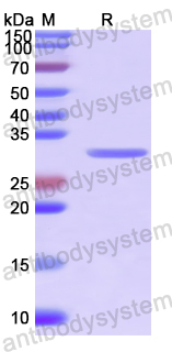 Recombinant Human CLIC4 Protein, N-His