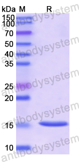 Recombinant Human CD278/ICOS Protein, N-His