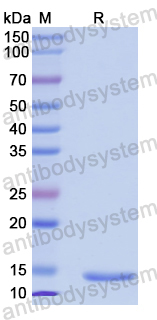 Recombinant Human IGHE Protein, N-His