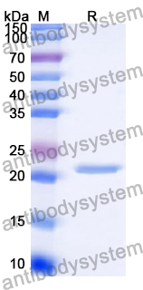 Recombinant Human CD367/CLEC4A Protein, N-His