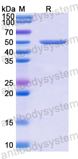 Recombinant Human CD89/FCAR Protein, N-GST