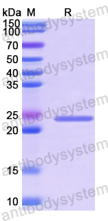 Recombinant Human TWSG1 Protein, N-His