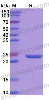 Recombinant Human EZH1 Protein, N-His