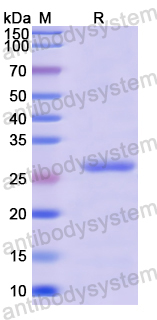 Recombinant Human EMILIN1 Protein, N-His-SUMO