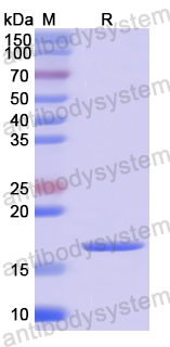 Recombinant Human MCEE Protein, N-His