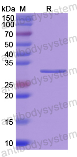 Recombinant Human CA13 Protein, N-His