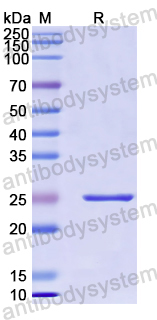 Recombinant Human SFTPA1 Protein, N-His-SUMO