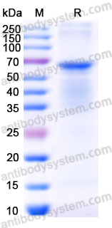Recombinant Human ERVK-6/HERV-K Env Protein, N-His