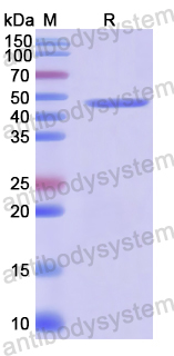 Recombinant Human BTNL2/BTL-II Protein, N-His
