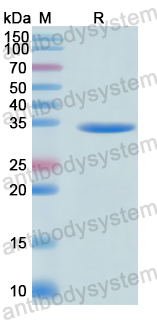 Recombinant Human TRABD/Protein TTG2 Protein, N-His-SUMO