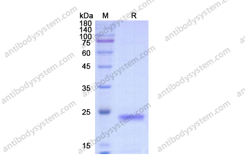 Recombinant Human Dermokine-alpha/DMKN Protein, N-His-SUMO