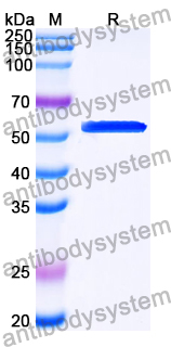 Recombinant Human OCEL1 Protein, N-GST