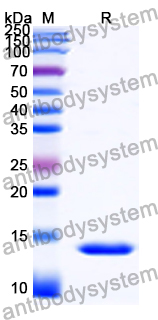 Recombinant Human TUBA1A/TUBA3 Protein, N-His