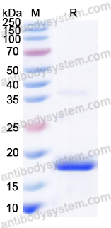 Recombinant Human CLEC2D/OCIL/LLT1 Protein, N-His
