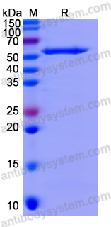 Recombinant Human IDO2/INDOL1 Protein, N-His-SUMO