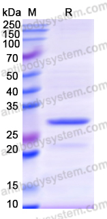 Recombinant Human PIEZO1 Protein, N-His