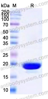 Recombinant Human SRCAP Protein, N-His