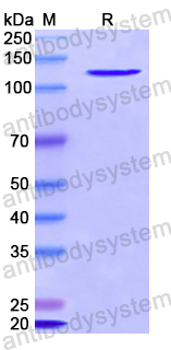 Recombinant Human DHX36/MLEL1 Protein, N-GST & C-His