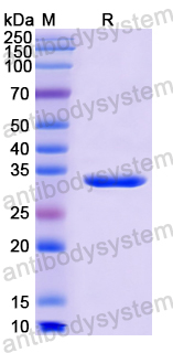 Recombinant Human MUCL1/SBEM Protein, N-GST