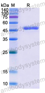 Recombinant Human ATG4A Protein, N-His