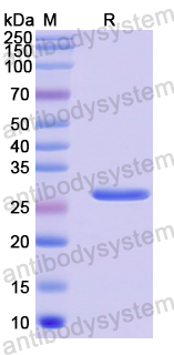 Recombinant Human EGLN2/EIT6 Protein, N-His
