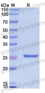 Recombinant Human TRIM33/TIF1-γ Protein, N-His