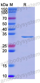 Recombinant Human MRPL44 Protein, N-His