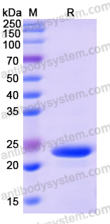 Recombinant Human IGF2BP1 Protein, N-His